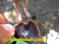 /home//u458753944/public_html/sourcegallery///////Insects and small critters/slugs snails leaches (Gastropoda and Annelida)/DSCN8377.JPG